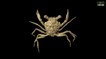 Myanmar : un crabe de 100 millions d'années découvert très bien préservé dans de l'ambre