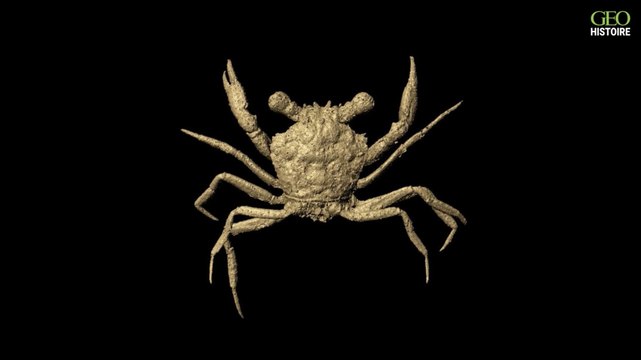 Myanmar : un crabe de 100 millions d'années découvert très bien préservé dans de l'ambre