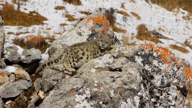 Bande-annonce du documentaire En harmonie avec la panthère des neiges