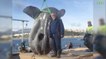 Des chercheurs tombent sur un poisson-lune géant en Méditerranée