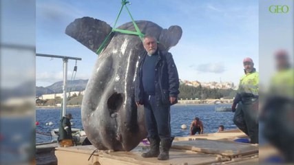 Des chercheurs tombent sur un poisson-lune géant en Méditerranée