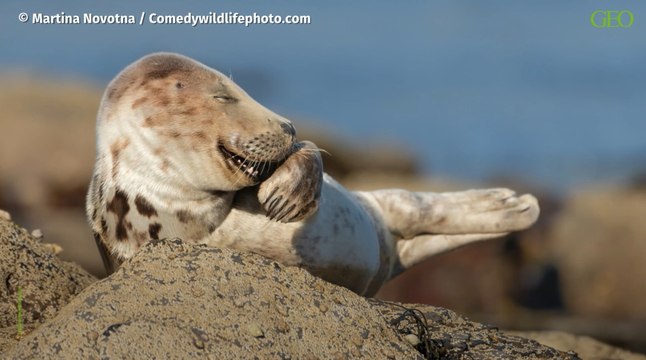 Environnement : les vidéos très amusantes des Comedy Wildlife Awards 2021