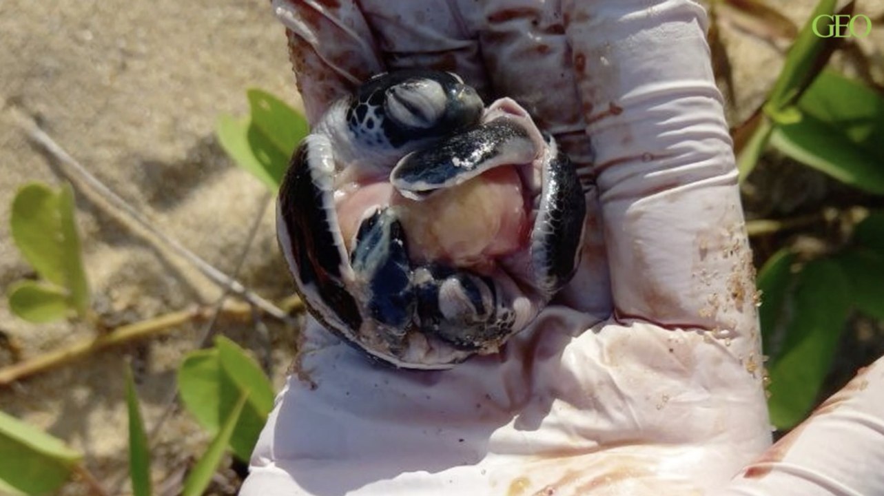 En Malaisie, deux bébés tortues ont été découverts dans un seul oeuf, un fait rarissime