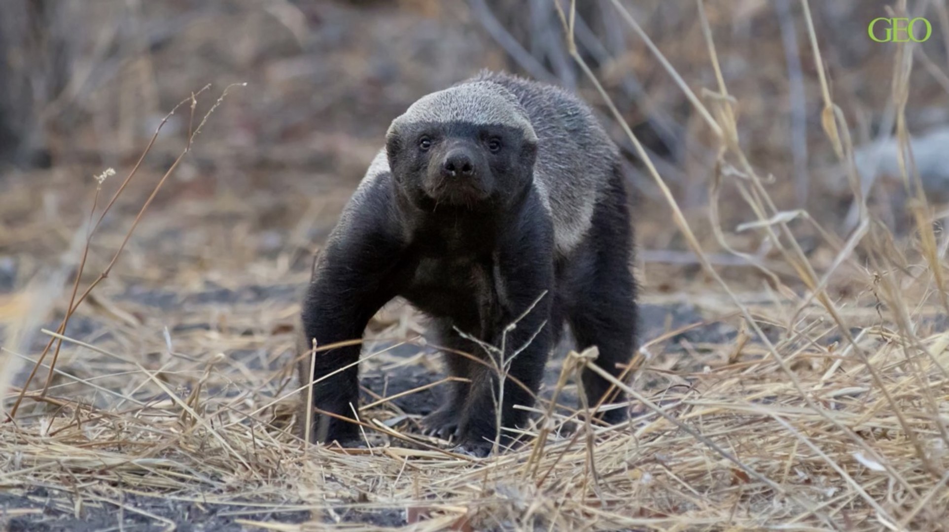 Animal Le Plus Agressif Top 10 Des Animaux Les Plus Dangereux Pour