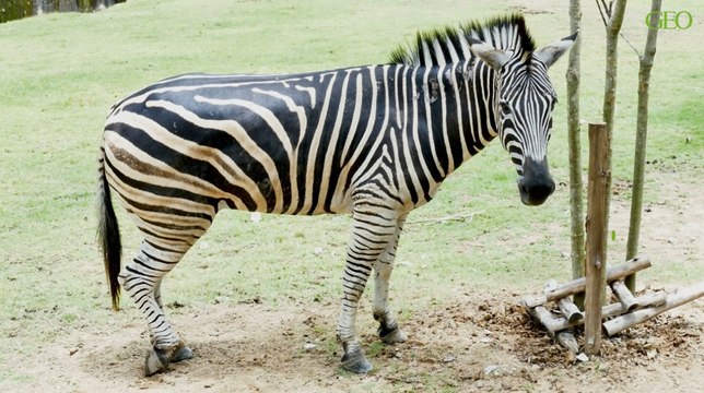 Environnement : pourquoi les zèbres ont-ils des rayures ?