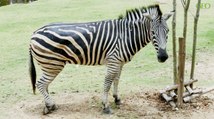 Environnement : pourquoi les zèbres ont-ils des rayures ?