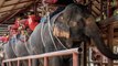 Thaïlande : 57% des éléphants à touristes ont des tics nerveux