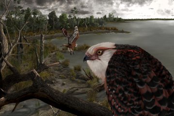 La découverte d'un squelette d'Archaehierax, l'aigle qui terrorisait les koalas il y a 25 millions d'années en Australie
