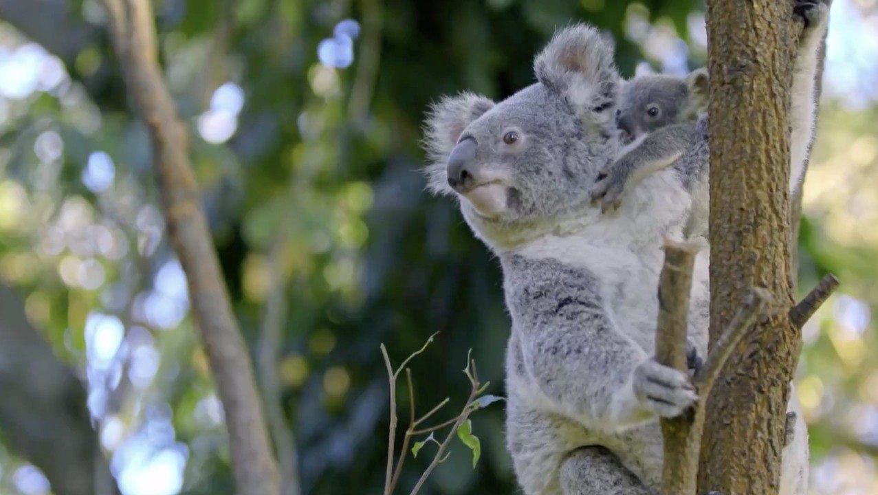 En Australie, 30% des koalas ont disparu en trois ans