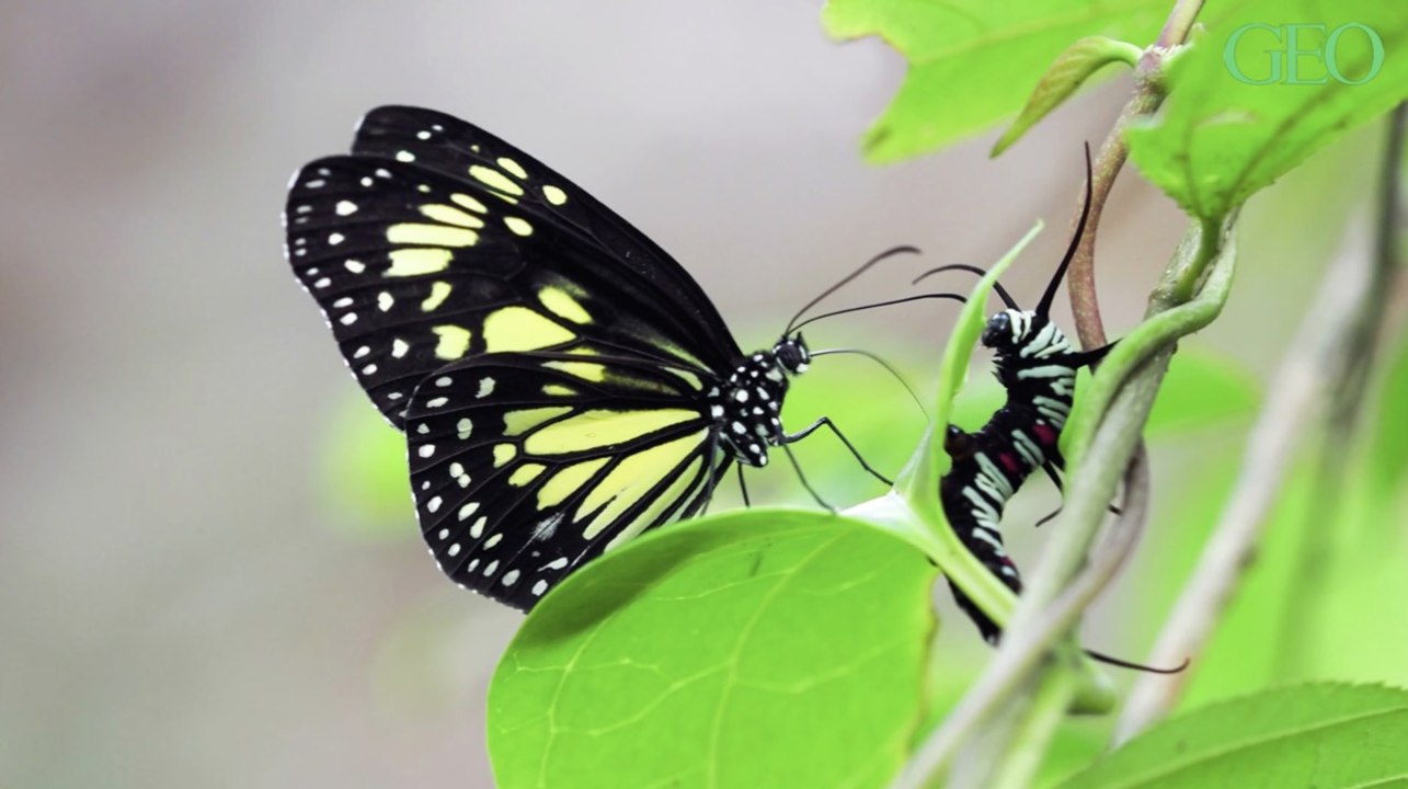 Indonésie : ces papillons s'attaquent à des chenilles pour siroter leurs substances toxiques