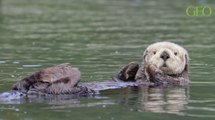 Loutres de mer : comment elles préservent l’équilibre des océans et limitent le réchauffement climatique ?