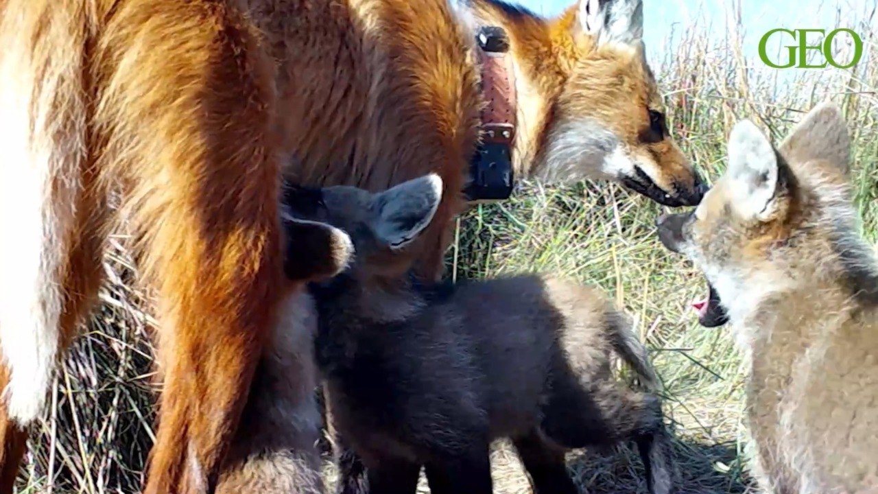 Argentine : les images rares de 4 loups à crinière