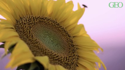 Tournesols : des chercheurs découvrent pourquoi ils sont orientés vers l'est