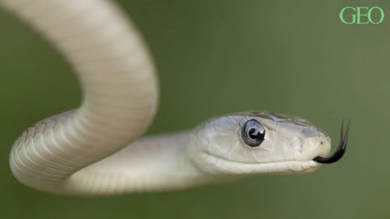 Environnement : le mamba noir, le serpent le plus dangereux du monde