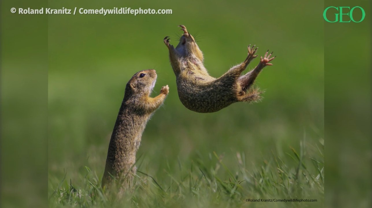 Les vidéos très amusantes des Comedy Wildlife Awards 2021