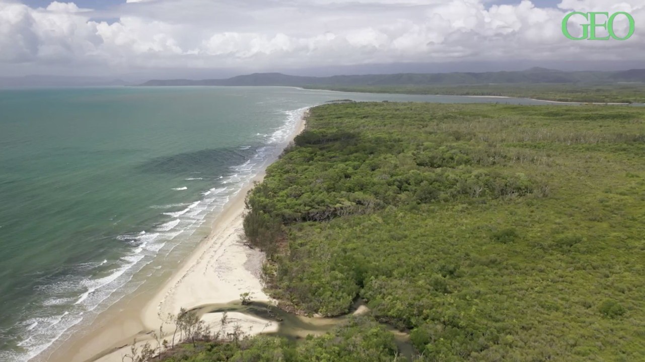 Replanter des arbres le long des côtes pourrait aider à sauver le corail