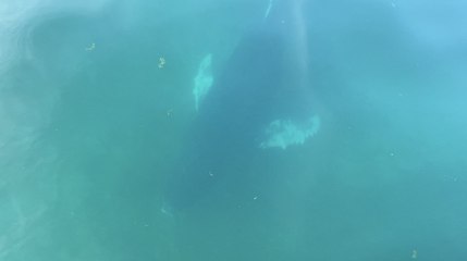 De nouvelles baleines observées en Bretagne