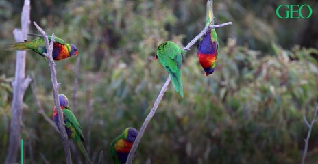 Face au changement climatique certains animaux modifient la taille de leurs appendices