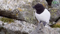 Les oiseaux marins de l'Atlantique Nord meurent affamés à cause des cyclones