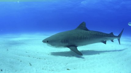 Requins tigres : ils formeraient des amitiés entre eux... endommagées par l'homme