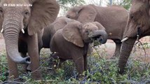 Cet éléphanteau orphelin a parcouru des kilomètres seul avant d'être accueilli par un troupeau
