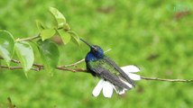 Environnement : des femelles colibris se déguisent en mâles pour éviter d'être agressées