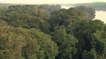 Changement climatique et déforestation : un tiers des espèces d'arbres sont menacées de disparaître
