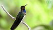 Des femelles colibris se déguisent parfois en mâles pour éviter d'être agressées