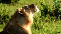 Environnement : pourquoi les lions bâillent-ils si souvent ?