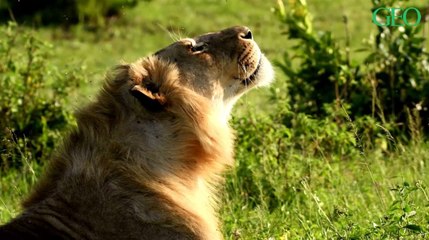 Environnement : pourquoi les lions bâillent-ils si souvent ?