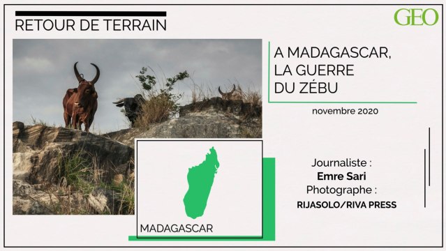 Madagascar : le vol de zébus, ce folklore devenu fléau national