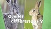 Quelles différence entre un lapin et un lièvre ?