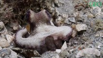 Le Morbihan envahi par des poulpes, les pêcheurs s'inquiètent