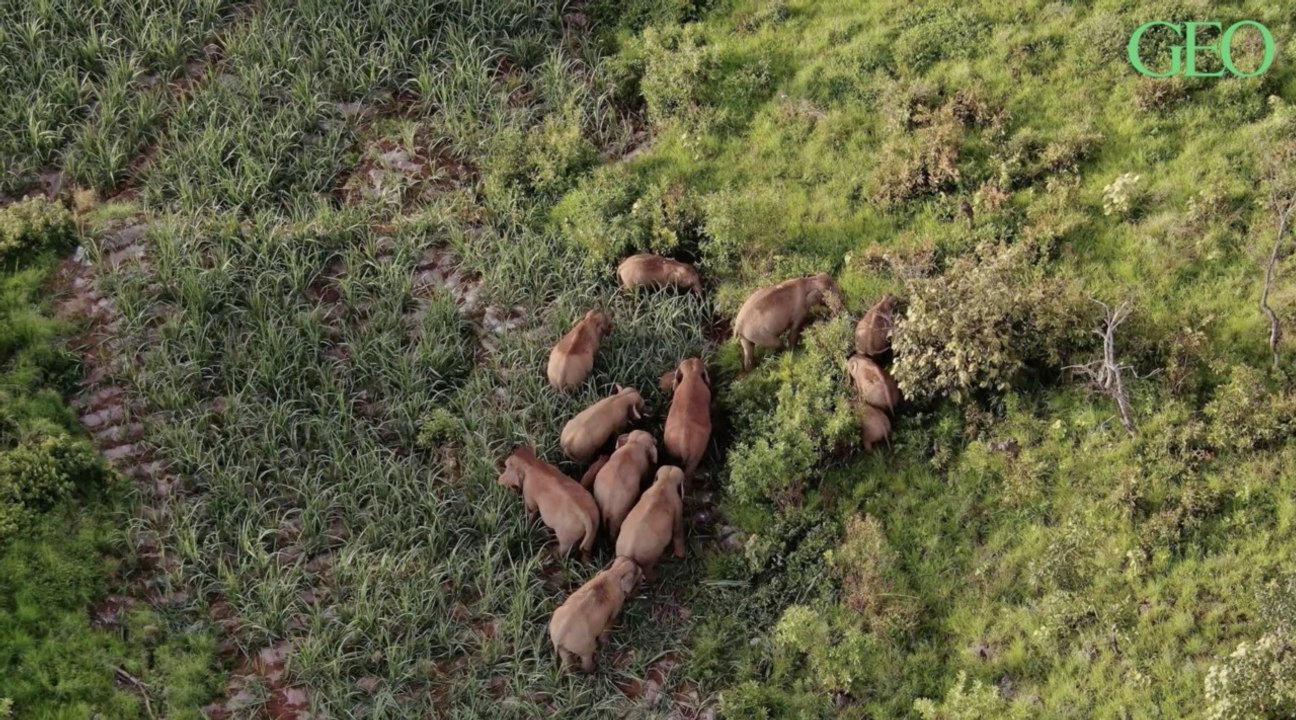 Chine : les éléphants vadrouilleurs sont sur le chemin du retour vers leur réserve