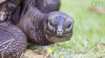 Seychelles : une tortue géante filmée pour la première fois en train de chasser un oiseau