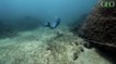 Australie : ce corail géant est l'un des plus grands et plus vieux observés dans la Grande Barrière