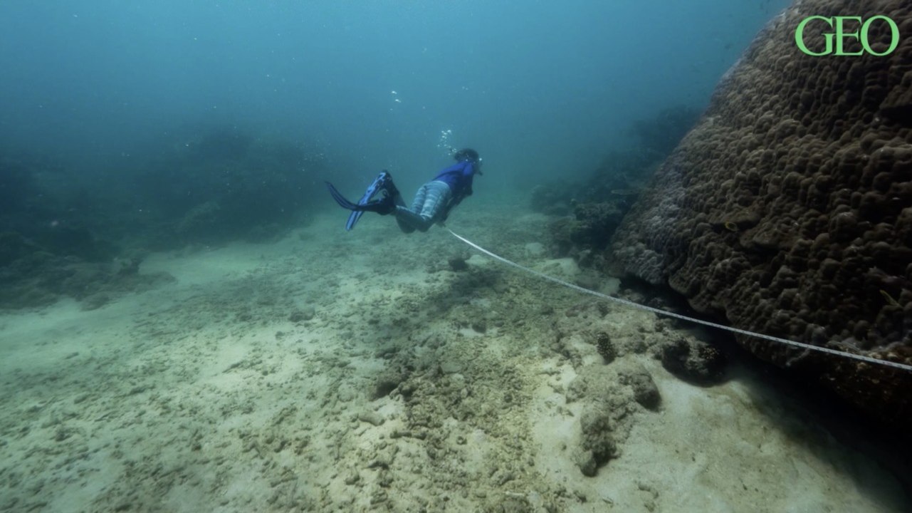 Australie : ce corail géant est l'un des plus grands et plus vieux observés dans la Grande Barrière