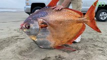 Environnement : aux Etats-Unis, un impressionnant poisson coloré s'échoue sur une plage de l’Oregon