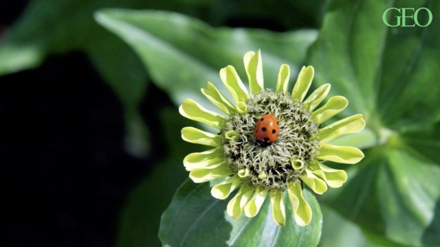 Au château de Versailles, déambulez au milieu d'un jardin monochrome au Grand Trianon