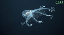 Environnement : une pieuvre de verre filmée dans les profondeurs de l'océan Pacifique