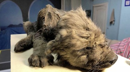 Histoire : un "chiot" retrouvé parfaitement conservé 18 000 ans après sa mort
