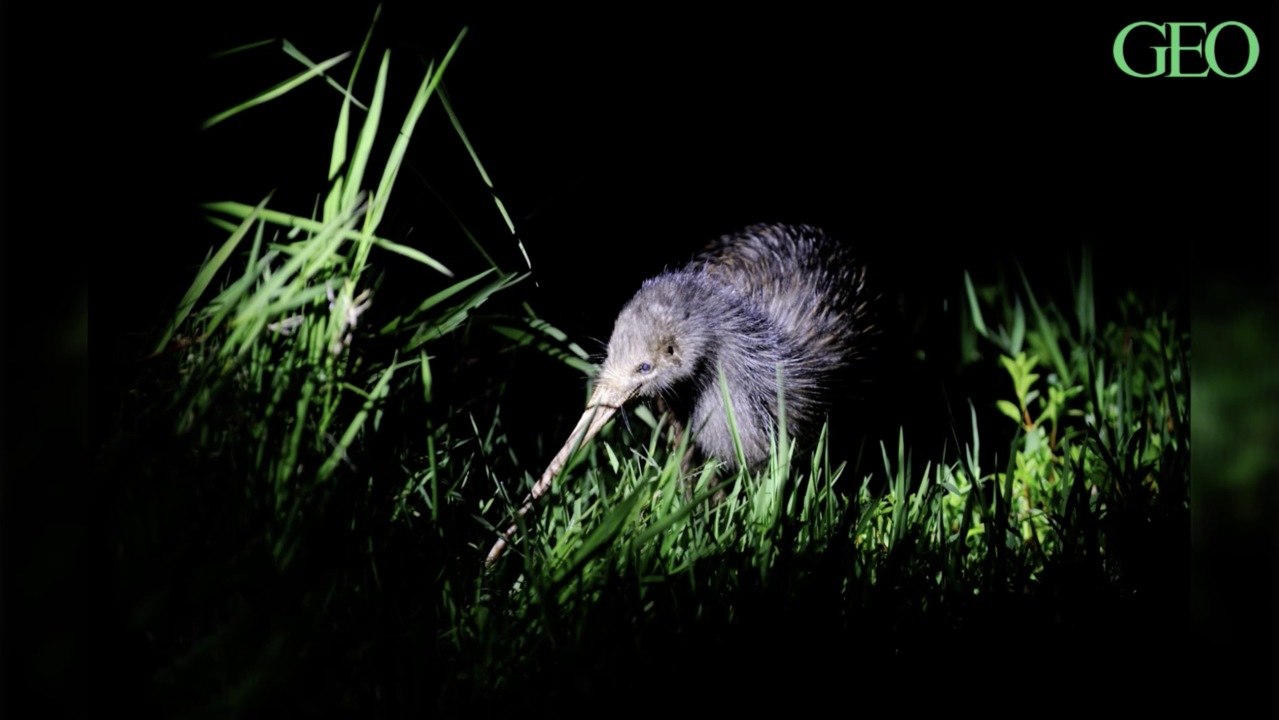 Nouvelle-Zélande : les kiwis sont de retour au nord de l'archipel