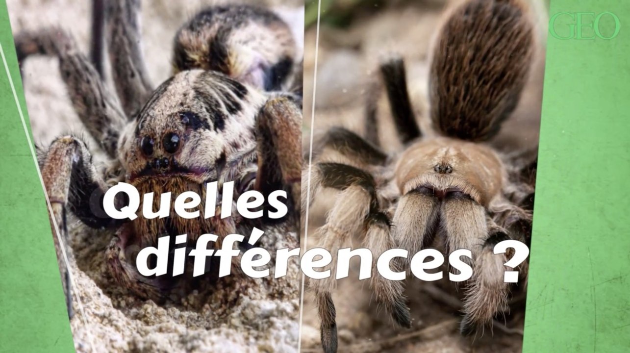 Quelles sont les différences entre une tarentule et une mygale ?