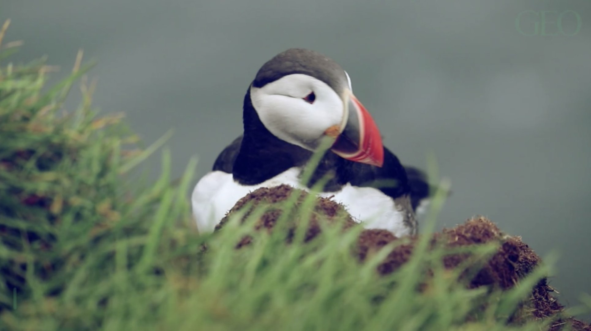 Les Pingouins Ont Ils Des Genoux Pingouins : ont-ils des genoux ? - Vidéo Dailymotion