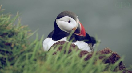 Pingouins : ont-ils des genoux ?