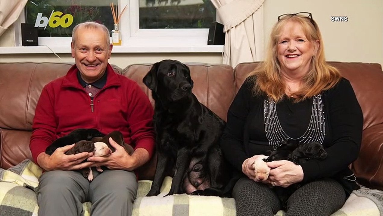 Labrador Gives Birth to Rare Mix of Pure Yellow, Chocolate and Black Puppies in the Same Litter