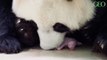 Zoo de Beauval : la femelle panda Huan Huan a donné naissance à des jumeaux