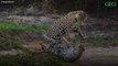 A la découverte du Pantanal, dernier sanctuaire des jaguars