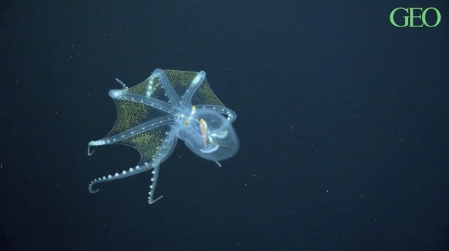 Des scientifiques du Schmidt Ocean Institute ont filmé une pieuvre de verre dans les profondeurs des îles Phœnix dans l’océan Pacifique