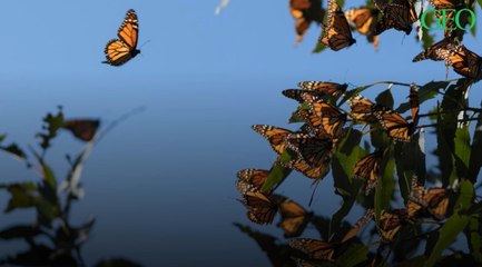 Environnement : en Californie, la population de papillons monarques a chuté de 86% en seulement une année